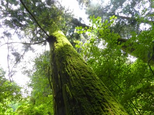 高尾山の森