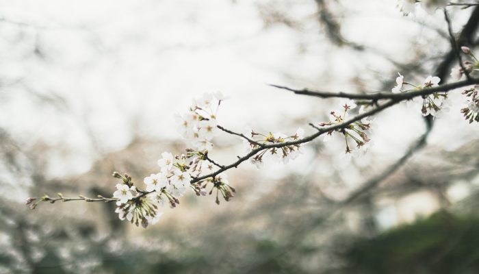 春を迎えて 出会いと別れの季節 平和統一聯合コラム